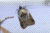 Acleris variegana