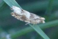 Crocidosema plebejana