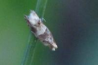 Crocidosema plebejana