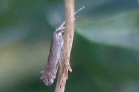 Plutella xylostella