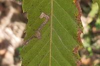 Stigmella samiatella