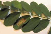 Parectopa robiniella