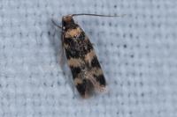 Oegoconia uralskella uralskella