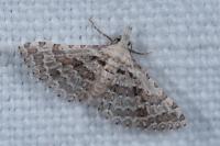 Alucita grammodactyla