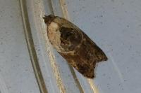 Acleris variegana
