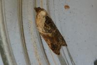 Acleris variegana