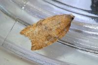 Acleris rhombana