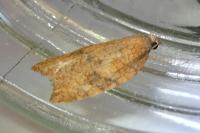 Acleris rhombana