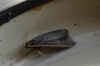 Lecithocera
