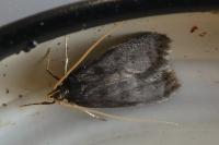 Lecithocera