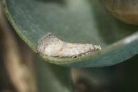 Chrysoesthia atriplicella