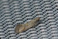 Chrysoesthia atriplicella
