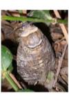 Cossus cossus