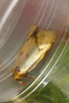 Agapeta hamana