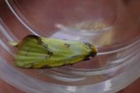 Agapeta hamana