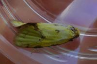 Agapeta hamana