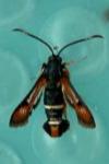 Pyropteron chrysidiforme