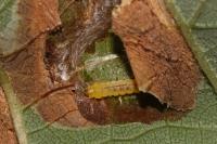 Cameraria ohridella
