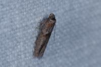 Blastobasis phycidella