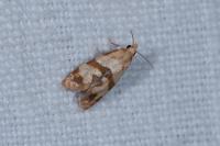 Phalonidia contractana