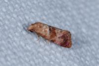 Neocochylis millierana