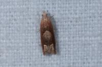 Eucosma conterminana