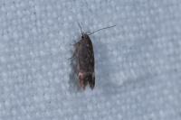 Iwaruna biguttella