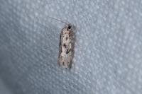 Nemapogon nevadellus
