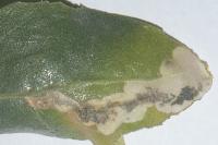 Chrysoesthia sexguttella