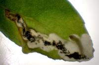 Chrysoesthia sexguttella