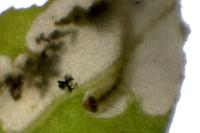 Chrysoesthia sexguttella