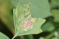 Chrysoesthia drurella