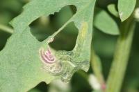 Chrysoesthia drurella