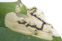 Chrysoesthia sexguttella