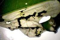 Chrysoesthia sexguttella