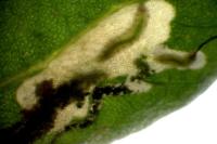 Chrysoesthia atriplicella