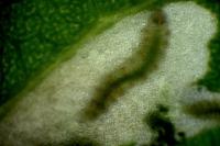 Chrysoesthia atriplicella