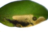 Chrysoesthia atriplicella