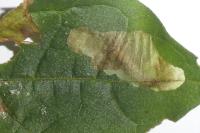 Acrolepia autumnitella