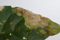 Acrolepia autumnitella