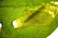 Acrolepia autumnitella