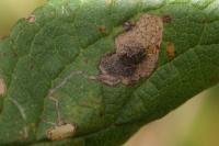 Stigmella plagicolella