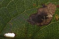 Stigmella plagicolella