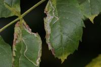 Caloptilia cuculipennella