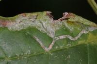 Caloptilia cuculipennella