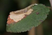 Coptotriche gaunacella