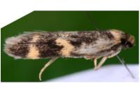 Oegoconia novimundi