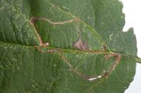 Lyonetia clerkella