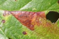 Ectoedemia erythrogenella