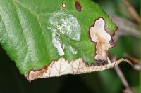 Coptotriche marginea